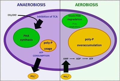 The Less Expensive Choice: Bacterial Strategies to Achieve Successful and Sustainable Reciprocal Interactions